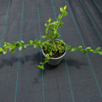 Skalník Dammerov (Cotoneaster Dammeri) ´CORAL BEAUTY´ - výška 10-15 cm, ⌀ 20-40 cm, kont. C2L